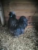 Usa zijdehoen haan, Dieren en Toebehoren