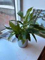 Kamerplanten en stekjes, Ophalen, Halfschaduw, Minder dan 100 cm