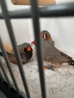 Charcoal zebravinken, Dieren en Toebehoren, Vogels | Overige Vogels, Meerdere dieren