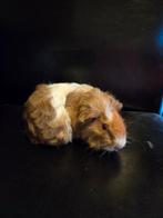 Rex cavia's, Dieren en Toebehoren, Cavia, Meerdere dieren, Tam, Oktober