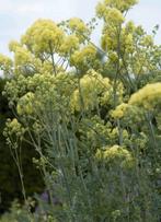 Thalictrum Flavum glaucum, Poelruit, Volle zon, Vaste plant, Lente, Ophalen