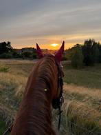 Heel braaf leasepaard aangeboden, Ophalen, Zo goed als nieuw