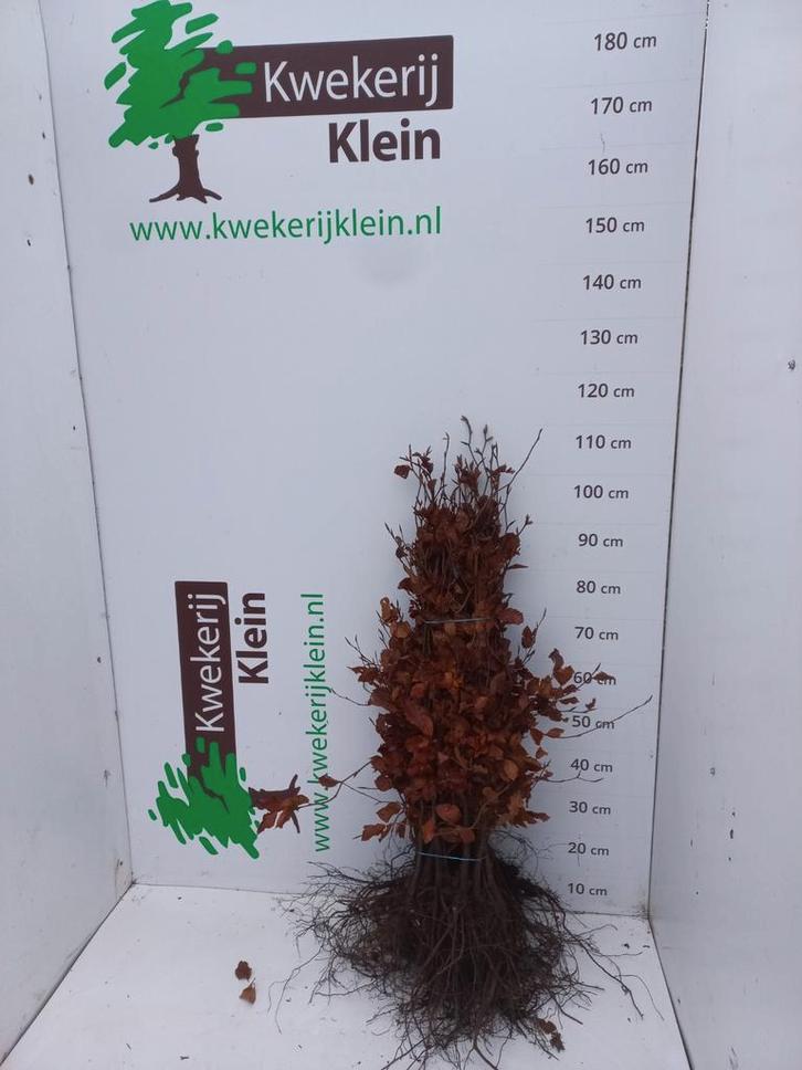Beukenhaag Fagus Sylvatica, Tuin en Terras, Planten | Struiken en Hagen, Haag, Beukenhaag, Minder dan 100 cm, Ophalen