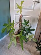 Philodendron Florida Ghost, Huis en Inrichting, Kamerplanten, Ophalen, Overige soorten, Minder dan 100 cm