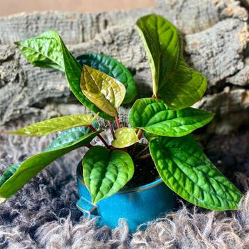 Anthurium Luxurians x Radicans #6 beschikbaar voor biedingen