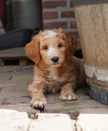 Cockapoo pups | Cockapoo x Dwergpoedel beschikbaar voor biedingen