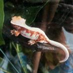 Wimpergekko's, Dieren en Toebehoren, Hagedis, 0 tot 2 jaar