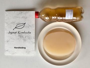 Gezonde, dikke scoby voor met startersdrank voor biokombucha beschikbaar voor biedingen