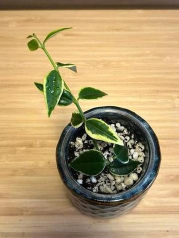 Hoya bella anneke buis (nr 2) beschikbaar voor biedingen