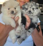 Prachtige Pomeriaan pups, speciale kleuren!, Dieren en Toebehoren, Keeshond, CDV (hondenziekte), 8 tot 15 weken, Meerdere