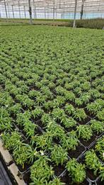 Iberis Sempervirens - witbloeiend - vaste plant, Ophalen of Verzenden, Vaste plant, Overige soorten, Volle zon