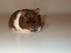 Syrian Hamster (Male) – 4 Months, Hamster, Mannelijk, Tam, September