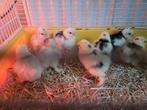 Cochin kriel kuikens, Dieren en Toebehoren, Geslacht onbekend, Kip