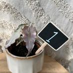 Alocasia polly pink variegata, Huis en Inrichting, Kamerplanten, Ophalen of Verzenden, Halfschaduw, Minder dan 100 cm