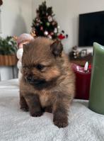 Prachtige pomeriaan pups, Parvo, Keeshond, Reu, 8 tot 15 weken
