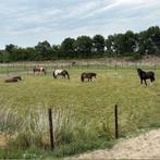 Plekje vrij op Paddock Paradise te Hoogerheide, Dieren en Toebehoren, Stalling en Weidegang, Weidegang, 1 paard of pony