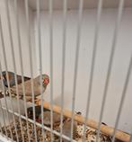 Zebravinken, Meerdere dieren, Tropenvogel