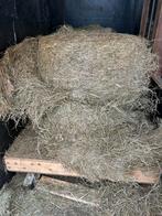 Midi balen hooi 59 stuks onkruidvrij, Dieren en Toebehoren, Dierenvoeding, Ophalen, Vee