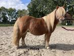 twee shetland ruinen, Dieren en Toebehoren, Pony's, Ruin, A pony (tot 1.17m), Recreatiepony, Gechipt