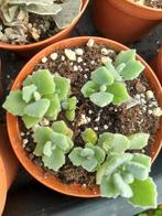 Kalanchoe milotii, Ophalen of Verzenden, Overige soorten, Minder dan 100 cm