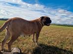 Nestaankondeging bullmastiff's, Dieren en Toebehoren, Overige rassen, 8 tot 15 weken, Meerdere, Meerdere dieren