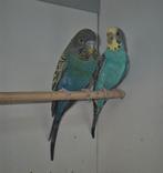 Koppel blackface split blackwing, Meerdere dieren, Parkiet, Geringd