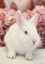 DE ENIGE ECHTE MINI LOFFELOHR KONIJNTJES, Dieren en Toebehoren, Konijnen, Meerdere dieren, Klein, 0 tot 2 jaar
