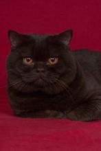dekkater, 0 tot 2 jaar