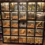 Kallax met custom terrariums, Dieren en Toebehoren, Insecten en Spinnen, Spin of Schorpioen