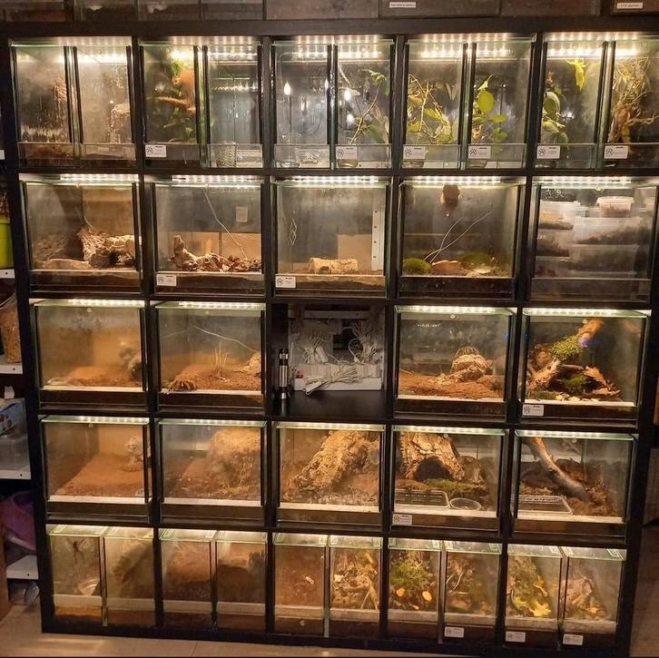 Kallax met custom terrariums, Dieren en Toebehoren, Insecten en Spinnen, Spin of Schorpioen