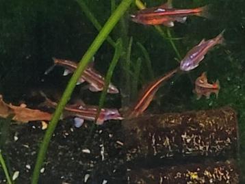 Hobbyaquarium Notropis chrosomus / rainbowshiner beschikbaar voor biedingen