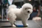 Schattige Samojeed puppy's ( nog 2 beschikbaar ), Rabiës (hondsdolheid), 8 tot 15 weken, Teef, Poolhond