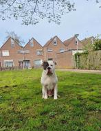 Gezocht - Een maatje (s) voor het leven voor  Buddy., Dieren en Toebehoren, Honden | Bulldogs, Pinschers en Molossers, Eén hond