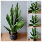 Sanseveria kamerplant 70cm, Huis en Inrichting, Kamerplanten, Ophalen, Vetplant, Halfschaduw, In pot