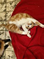 Kittens - jonge poesjes, Dieren en Toebehoren, Katten en Kittens | Raskatten | Korthaar, Meerdere dieren, 0 tot 2 jaar
