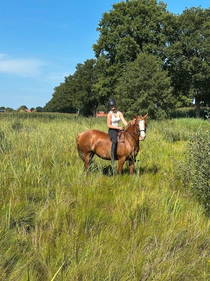 Bijrijdpaard gezocht! Omgeving woudenberg, Dieren en Toebehoren, Paarden en Pony's | Overige Paardenspullen, Dressuur, Ophalen of Verzenden