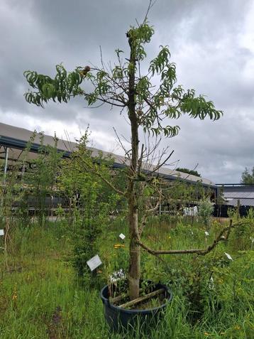 1 x nectarine boom in pot €50 beschikbaar voor biedingen