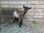 Dwergbok, Dieren en Toebehoren, Schapen, Geiten en Varkens, Mannelijk, Geit, 0 tot 2 jaar