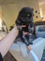 EXCLUSIVE POMS mini Pomeranians 5 weken black & tan en sable, Overige rassen, 8 tot 15 weken, Meerdere, Meerdere dieren