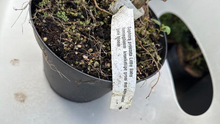 Honing boom 100cm nieuw voor de liefhebber prijs 9,95, Tuin en Terras, Planten | Tuinplanten, Vaste plant, Halfschaduw, Lente