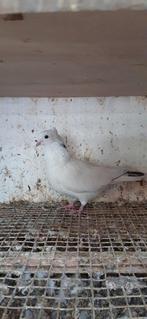 Hoogvlieger, Dieren en Toebehoren, Mannelijk, Kropper