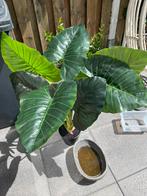 Kunstplant Alocasia (groot) nieuw!, Ophalen of Verzenden, Nieuw, Binnen