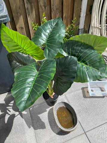 Kunstplant Alocasia (groot) nieuw! beschikbaar voor biedingen