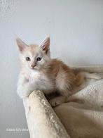 Maine Coon met stamboom en twee jaar garantie!, Dieren en Toebehoren, Katten en Kittens | Raskatten | Langhaar, Meerdere dieren