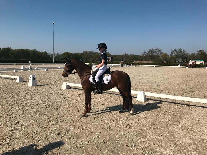 Welsh bruine  pony te koop, Dieren en Toebehoren, Paarden, Merrie, Recreatiepaard