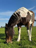 Liefste E pony te koop, Merrie, Minder dan 160 cm, B, Ontwormd