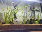 Vallisneria planten te koop, Dieren en Toebehoren, Vissen | Aquaria en Toebehoren, Ophalen of Verzenden, Nieuw, Plant(en), Steen of Hout