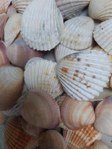 Heel veel grote schelpen aardetinten wit decoratie knutselen beschikbaar voor biedingen