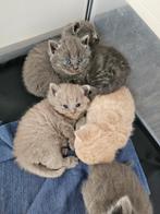Laatste britse korthaar grijze poesje kitten, Poes, Ontwormd