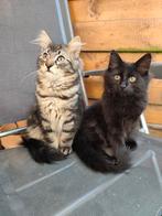 Maine Coon x Turkish Angora Mix, Dieren en Toebehoren, Katten en Kittens | Raskatten | Langhaar, Meerdere dieren, Ontwormd, 0 tot 2 jaar